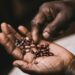 Sansor: Custodians of quality seed