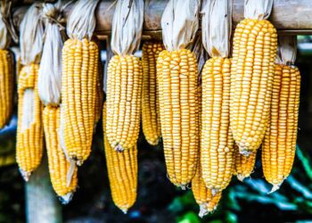 Summer grain harvests: Latest estimates reveal white maize at 6.3 million tonnes and yellow maize at 7.1 million tonnes, contributing to a total maize production estimate of 13.4 million tonnes. Photo: Supplied/Food For Mzansi