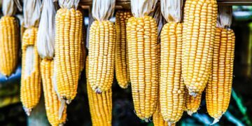 Summer grain harvests: Latest estimates reveal white maize at 6.3 million tonnes and yellow maize at 7.1 million tonnes, contributing to a total maize production estimate of 13.4 million tonnes. Photo: Supplied/Food For Mzansi