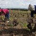 GroundUp archive photo