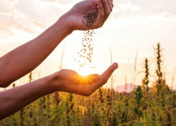 Despite the setbacks, hemp remains a beacon of hope for sustainable agriculture and industry innovation in South Africa. Photo: Supplied/Food For Mzansi