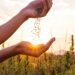 Despite the setbacks, hemp remains a beacon of hope for sustainable agriculture and industry innovation in South Africa. Photo: Supplied/Food For Mzansi