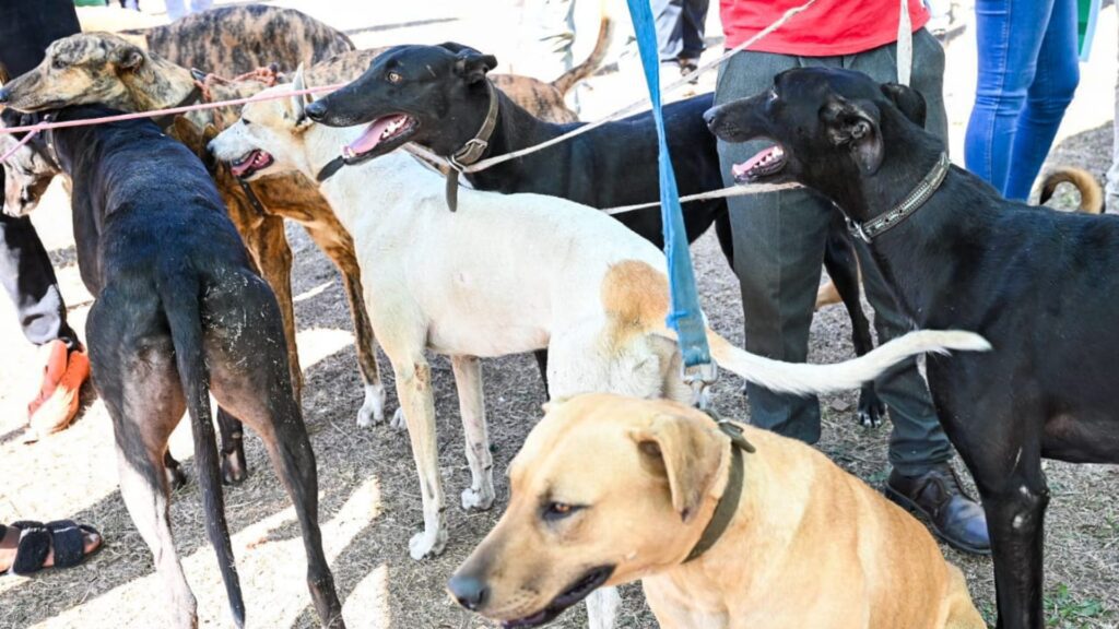 Local dogs receive life-saving vaccinations at a community-driven rabies awareness and vaccination campaign in Pietermaritzburg, led by KwaZulu-Natal’s MEC for agriculture and rural development. Photo: Supplied/KZNDARD