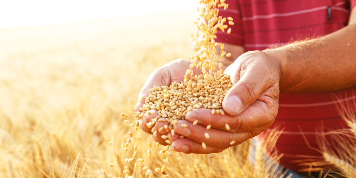 The cornerstone of prosperous crop farming lies in selecting superior seeds, according to the South African Seed Organisation (SANSOR). Photo: SANSOR