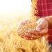 Top-quality seeds ensure farming success