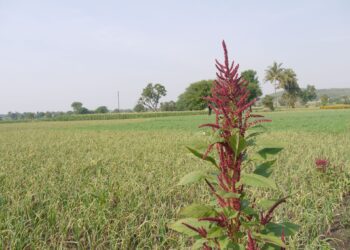 Intercropping of indigenous veggies ideal for small-scale farmers
