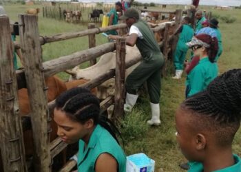 NWU’s programme nurturing future animal health leaders
