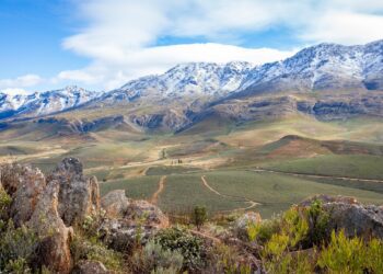 Black frost and rains cause widespread crop damage across SA