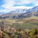 Black frost and rains cause widespread crop damage across SA