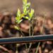 On Earth Day, Netafim showcases their latest irrigation advancements, like the TurbuNet™ and TurbuNext™ labyrinths, designed to improve efficiency and reduce clogging in tree crop irrigation. Photo: Supplied/Netafim
