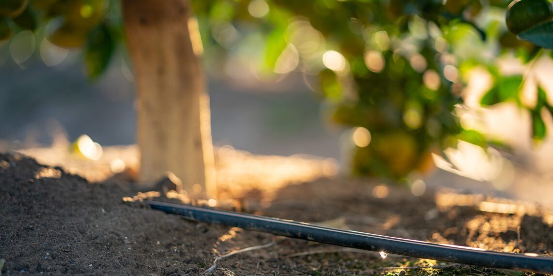 Earth Day: Netafim’s low-flow drip irrigation technology is making significant strides in agricultural efficiency. By using drippers with delivery rates of 1ℓ/hour or less, they are seeing remarkable improvements in crop performance and sustainability. Photo: Supplied/Netafim