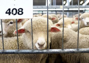 Weekly agriculture calendar: This week, you can join the Ermelo livestock sale in Mpumalanga! All types of livestock welcome. Photo: Supplied/Food For Mzansi