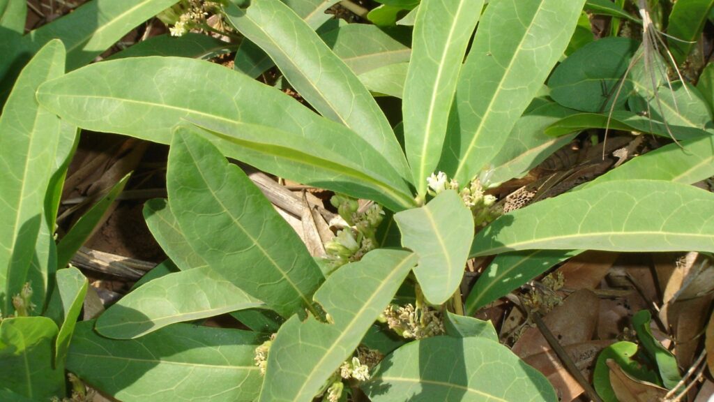 Gifblaar, a highly toxic plant in South Africa, can cause severe health problems for livestock if ingested. Photo: Supplied/Food For Mzansi
