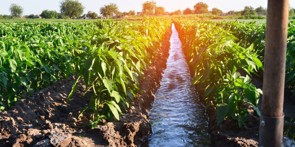 Delving into the nexus of water and land values in agriculture. Join Agri SA for a pivotal webinar on Tuesday, 9 July 2024, led by Adriaan Groenewald, exploring crucial insights for sustainable farming and financial resilience. Photo: Supplied/Food For Mzansi
