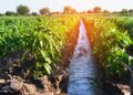 Delving into the nexus of water and land values in agriculture. Join Agri SA for a pivotal webinar on Tuesday, 9 July 2024, led by Adriaan Groenewald, exploring crucial insights for sustainable farming and financial resilience. Photo: Supplied/Food For Mzansi