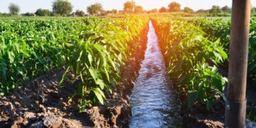 Delving into the nexus of water and land values in agriculture. Join Agri SA for a pivotal webinar on Tuesday, 9 July 2024, led by Adriaan Groenewald, exploring crucial insights for sustainable farming and financial resilience. Photo: Supplied/Food For Mzansi