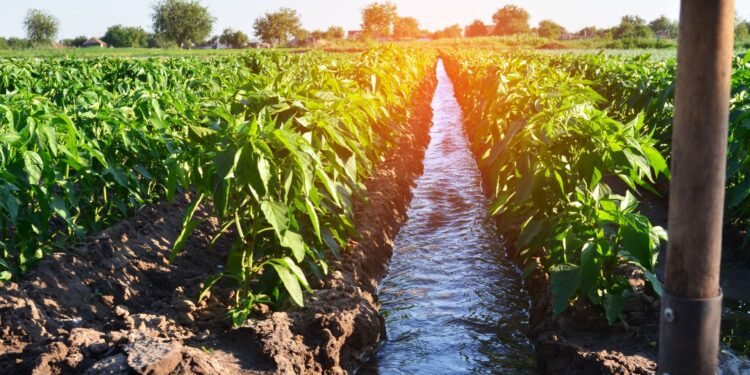 Delving into the nexus of water and land values in agriculture. Join Agri SA for a pivotal webinar on Tuesday, 9 July 2024, led by Adriaan Groenewald, exploring crucial insights for sustainable farming and financial resilience. Photo: Supplied/Food For Mzansi