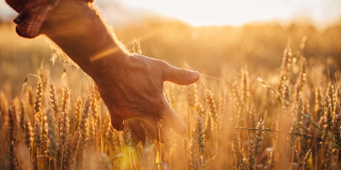 After a dry spell, South Africa’s agriculture sector looks towards a potentially wet season with La Niña on the horizon. Photo: Supplied/Food For Mzansi