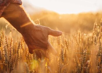 After a dry spell, South Africa’s agriculture sector looks towards a potentially wet season with La Niña on the horizon. Photo: Supplied/Food For Mzansi