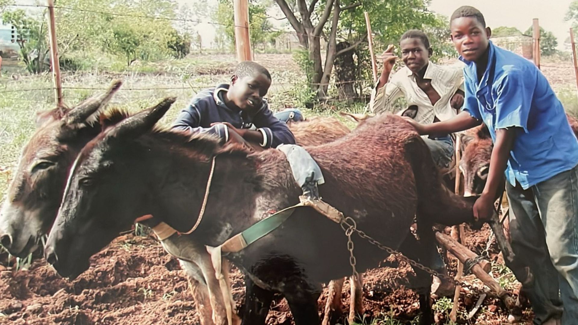 Donkeys to PhD studies: Demian’s path in agricultural engineering ...