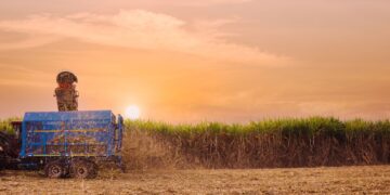 Did you know of the just over 25 000 sugarcane growers in the country, more than 24 000 are small-scale growers? Photo: Supplied/Food For Mzansi
