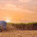 Did you know of the just over 25 000 sugarcane growers in the country, more than 24 000 are small-scale growers? Photo: Supplied/Food For Mzansi