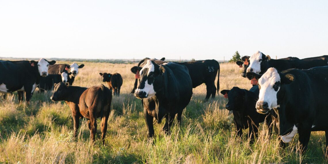 Seventeen new voluntary vaccination applications are under review, targeting farms within 10 km of confirmed foot-and-mouth disease (FMD) cases. Farmers are urged to uphold stringent biosecurity measures to control the outbreak and manage infected animals. Photo: Supplied/Food For Mzansi