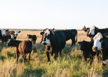Seventeen new voluntary vaccination applications are under review, targeting farms within 10 km of confirmed foot-and-mouth disease (FMD) cases. Farmers are urged to uphold stringent biosecurity measures to control the outbreak and manage infected animals. Photo: Supplied/Food For Mzansi