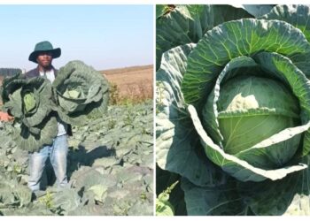 From cabbage patch to big dreams: Sphelele makes a big difference