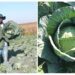 From cabbage patch to big dreams: Sphelele makes a big difference