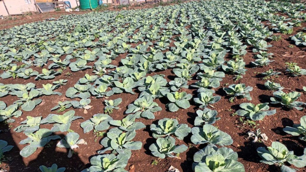 Sphelele Ncayiyana farms cabbages as his main crop on his half-hectare farm in Harding, KwaZulu-Natal. Photo: Supplied/Food For Mzansi