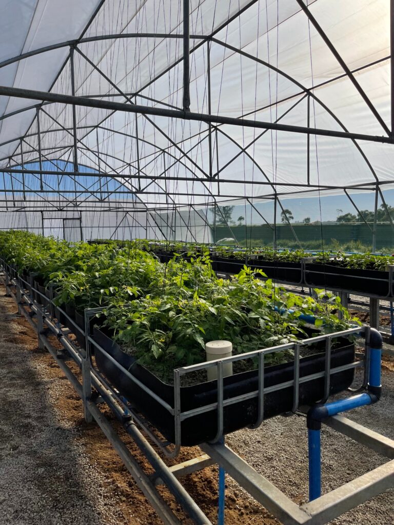 Aquaponic systems, as pioneered by Luvo Gugwana, efficiently circulate water to ensure none is wasted in this sustainable farming method. Photo: Supplied/Food For Mzansi