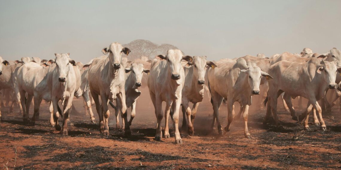 By addressing the vulnerabilities farmers face, such as plant pests and diseases, the bio-economy strategy aims to help ensure reduced yield losses from pests and diseases. Photo: Pixabay