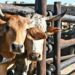 Middlemen in agriculture: Guardians or predators?