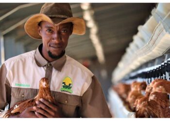 Egg-cellent ambition! Sizo is building a poultry empire