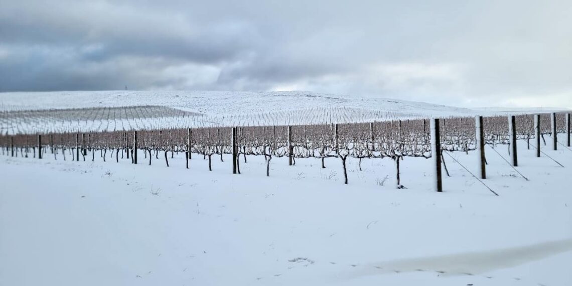 Snow-covered mountains in the Western Cape amidst a severe weather warning, impacting local agriculture. Photo: Supplied/Arrive Alive