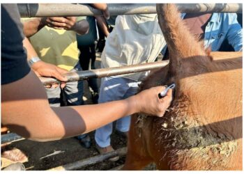 Keep track of livestock health with thermometers