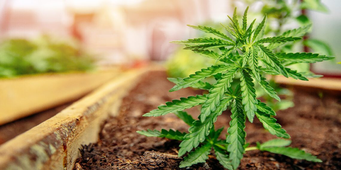 Want to learn more about cannabis cultivation? You could win a Cheeba Cannabis Academy course – Africa’s first dedicated cannabis academy. Photo: Supplied/Food For Mzansi