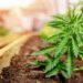 Grow your future: Win free cannabis training
