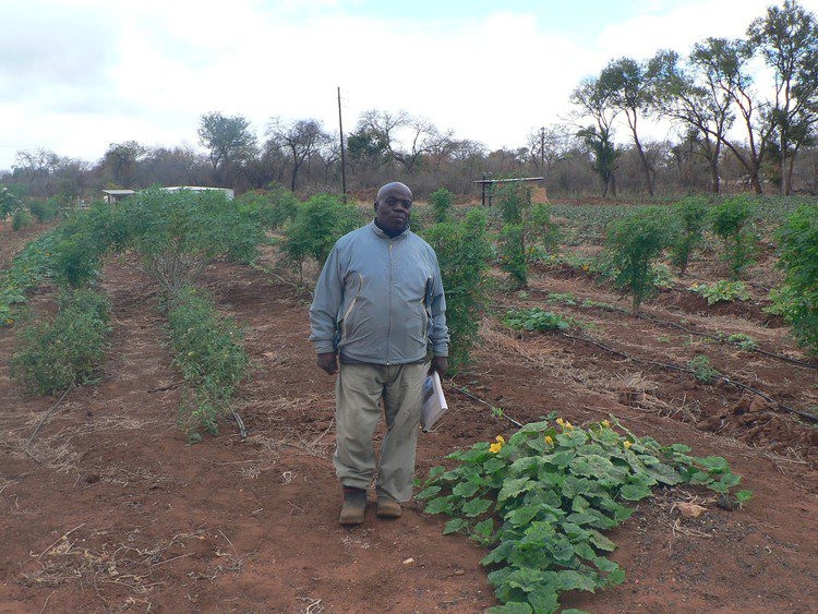 David Mlondobozi is one of dozens of small-scale farmers in Phalaborwa, Limpopo, who lost land or grazing rights to a huge citrus farming project sponsored by the Motsepe Foundation. Photo: Bernard Chiguvare/GroundUp