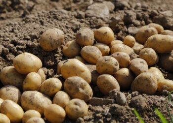 A dramatic rise in water restrictions could see potato prices soaring to R171,45 per 10kg, impacting both consumers and local farmers in the Sandveld region of the Western Cape. Photo: Supplied/Food For Mzansi