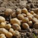 A dramatic rise in water restrictions could see potato prices soaring to R171,45 per 10kg, impacting both consumers and local farmers in the Sandveld region of the Western Cape. Photo: Supplied/Food For Mzansi