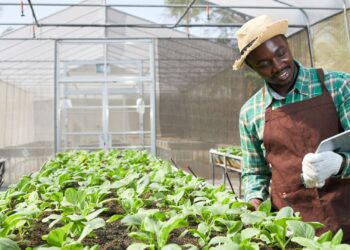 Agribusinesses across South Africa have demonstrated remarkable innovation and resilience despite recent challenges. Photo: Supplied/Food For Mzansi