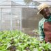 Agribusinesses across South Africa have demonstrated remarkable innovation and resilience despite recent challenges. Photo: Supplied/Food For Mzansi
