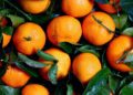 According to the latest household affordability index, oranges saw a price decrease of 5%, providing a small but appreciated break in food costs. Photo: Supplied/Food For Mzansi