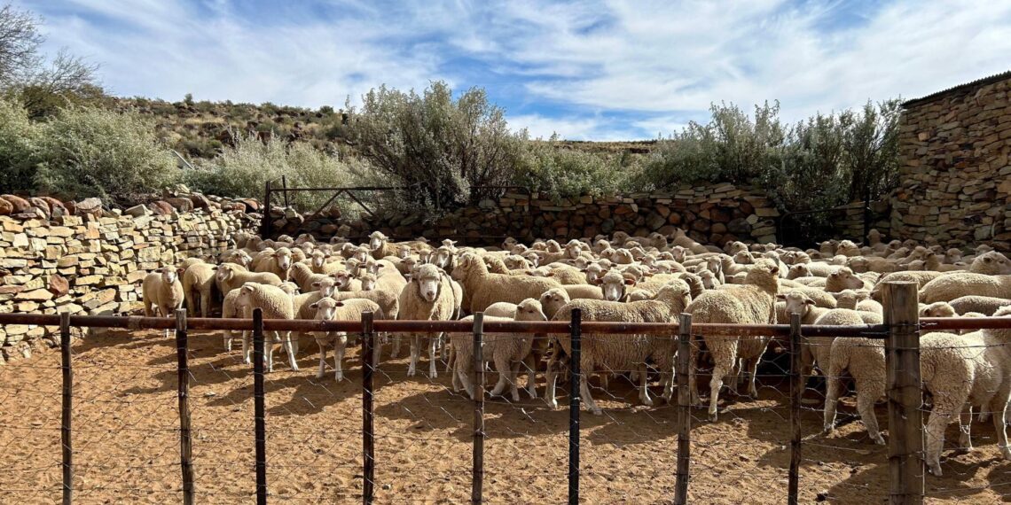 Sheep nestled in a Karoo kraal, reflecting the region’s deep agricultural roots and its promise for agritourism growth. Photo: Supplied/Wandile Sihlobo