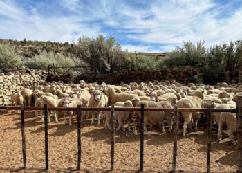 Sheep nestled in a Karoo kraal, reflecting the region’s deep agricultural roots and its promise for agritourism growth. Photo: Supplied/Wandile Sihlobo