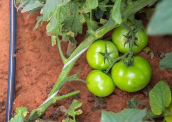 From labour-intensive sprinklers to efficient drip systems, farmers are discovering the benefits of precise water delivery for healthier crops and greater yields. Photo: Supplied/Netafim