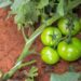 From labour-intensive sprinklers to efficient drip systems, farmers are discovering the benefits of precise water delivery for healthier crops and greater yields. Photo: Supplied/Netafim