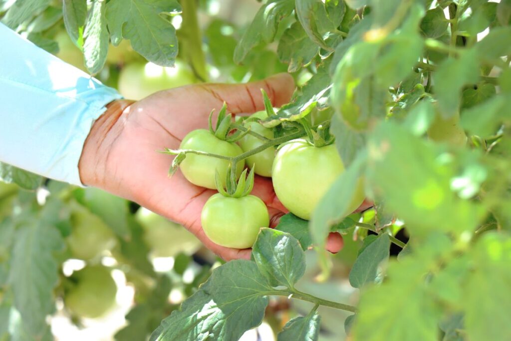 Drip irrigation systems offer a game-changing approach to water management, ensuring every drop counts and reducing waste while boosting crop productivity. Photo: Supplied/Netafim